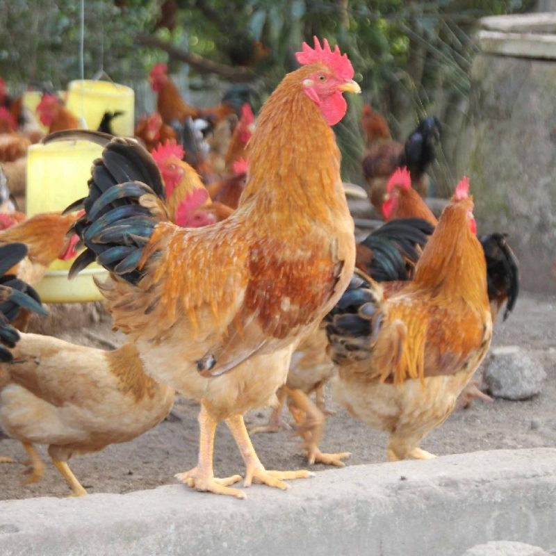 Kỹ thuật chọn giống và chăn nuôi gà Tàu Vàng cho năng suất cao