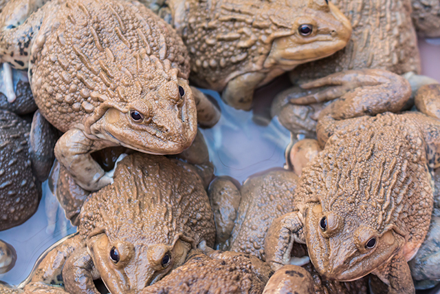 Cập nhật với hơn 70 về hình ếch đồng mới nhất - coedo.com.vn