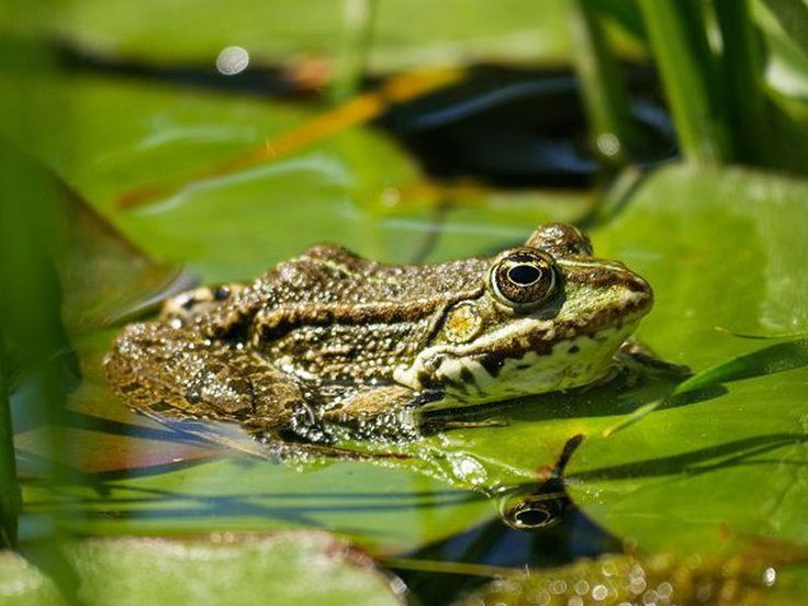 Mơ thấy ếch là điềm lành hay dữ? Đánh con số gì? Số đề con ếch | Frog, Frog pictures, Pond