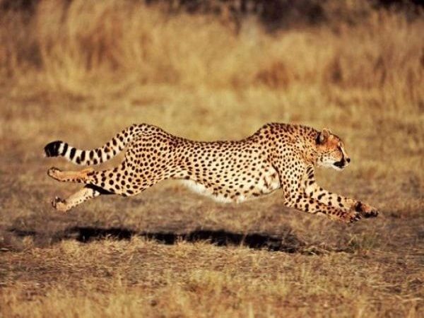 Giải mã giấc mơ thấy báo điềm gì, đánh con số nào | Cheetah pictures, Cheetahs, Animals