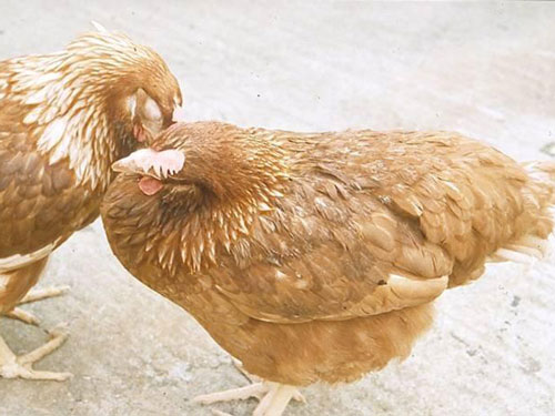 Bệnh Ecoli ở gà và cách điều trị đúng cách