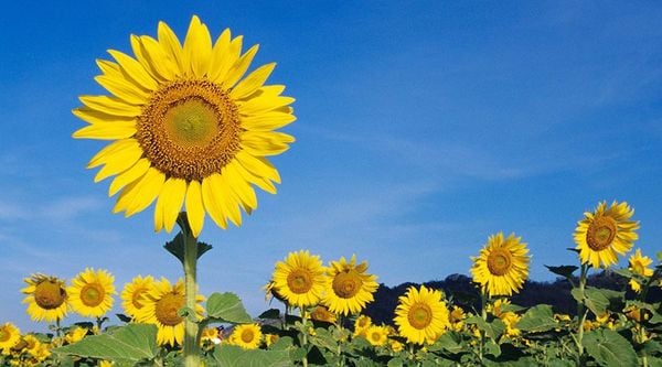 Top 10 loài hoa tượng trưng cho sức mạnh và sự bền bỉ trong năm 2025