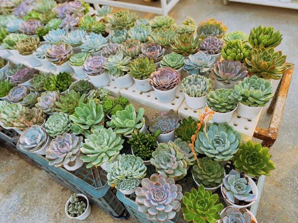 Top 10 loài hoa tượng trưng cho sức mạnh và sự bền bỉ trong năm 2025